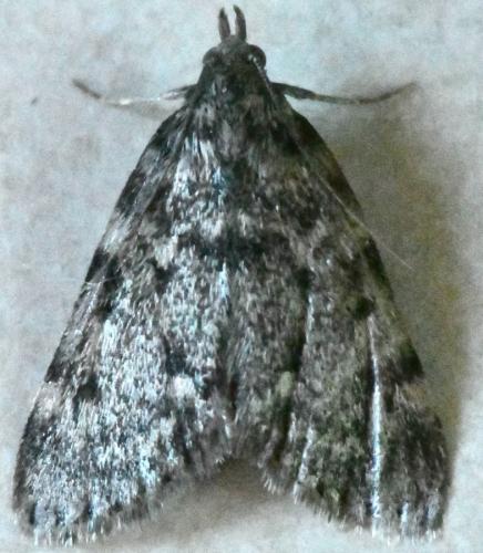 Aglossa pinguinalis